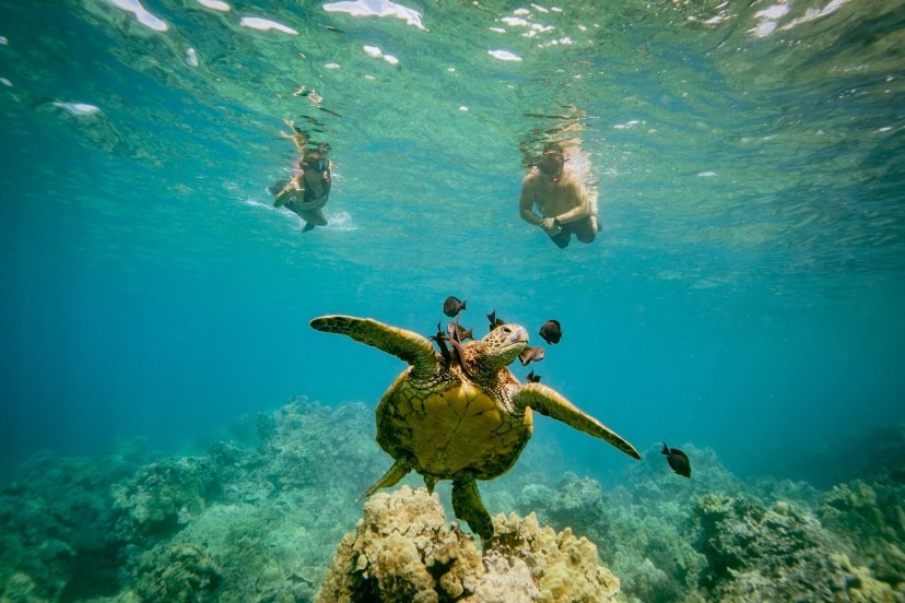imgi_15_Half-Day-Snorkel-trip-on-a-Charming-Hawaiin-Catamaran-8AM-1PM-image-1