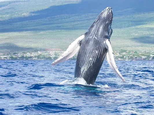 imgi_5_whale_watching-scaled
