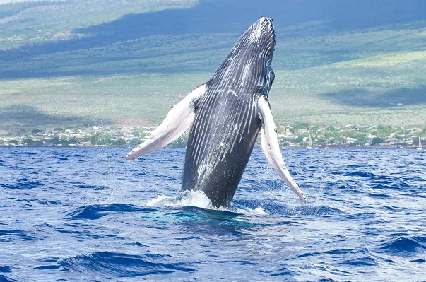 imgi_5_whale_watching-scaled